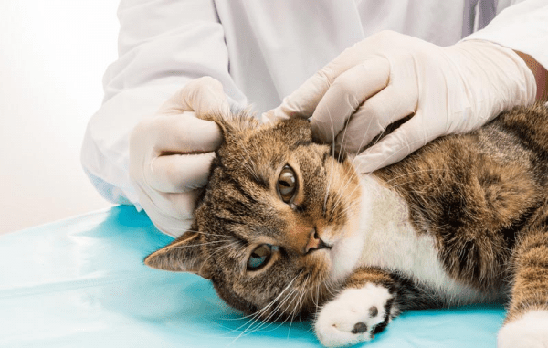 Ушной клещ у кошек – методы лечения и диагностики заболевания