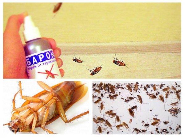 Высокоэффективный спрей «Барон» от тараканов отзывы, преимущества и недостатки