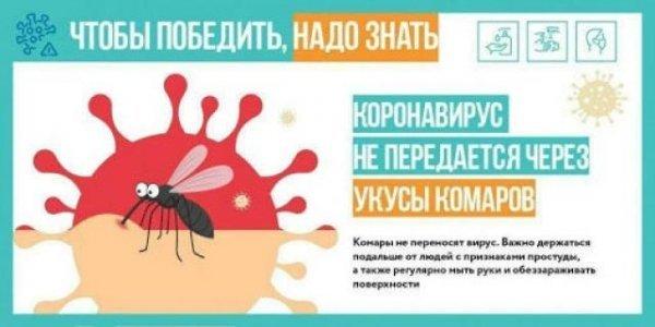 Являются ли комары переносчиками коронавируса