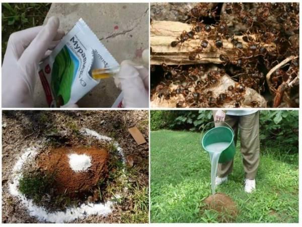 Муравьед от садовых муравьев – инструкция и отзывы