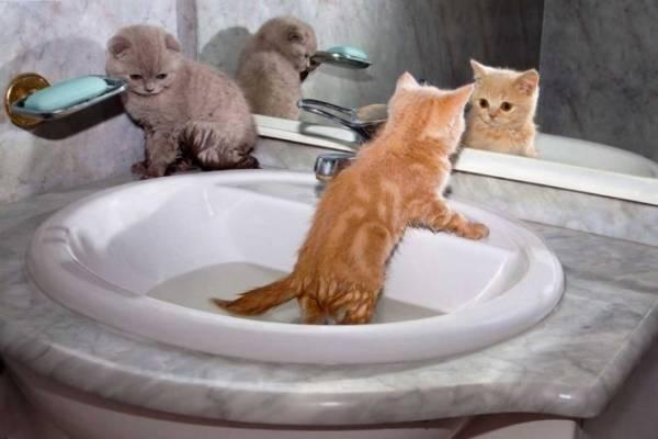 Как часто можно мыть шампунем от блох кошку, кота и котят