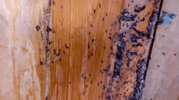 Почему муравьям нравится селиться в бане, и как от них избавиться