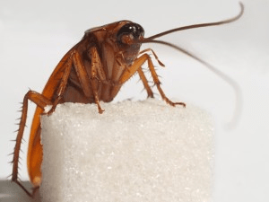 В доме тараканы: откуда и почему