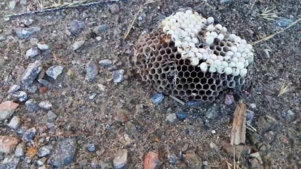 Чем муравьи опасны для улья и как избавиться от них на пасеке