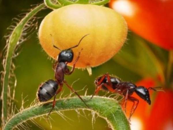 Муравейник на грядке: как избавиться от муравьев на клубнике