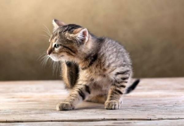 Как избавится от блох у маленького котенка: безопасные препараты и правила обработки