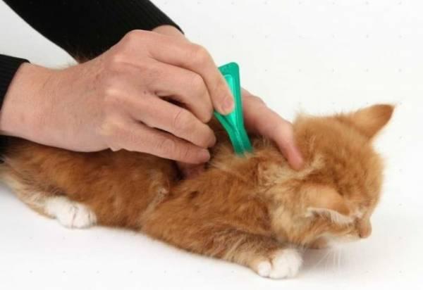 Как избавится от блох у маленького котенка: безопасные препараты и правила обработки