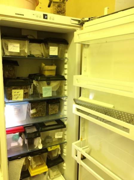 Самая необычная зимовка: зачем летучих мышей укладывают спать в холодильник