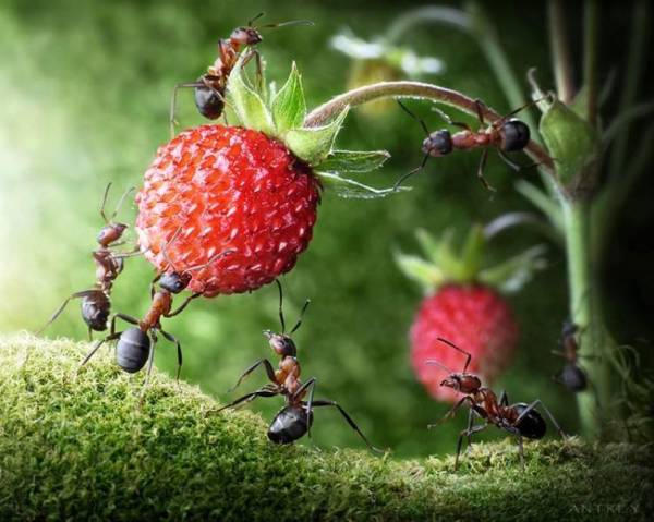 Муравейник на грядке: как избавиться от муравьев на клубнике