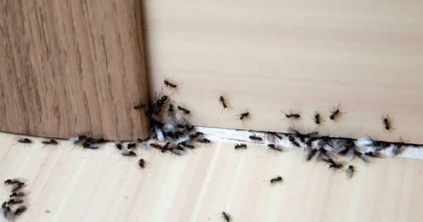 Как избавиться от муравьёв в доме народными средствами. Лучшие рецепты, травы для отпугивания