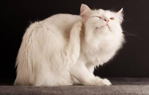 Кошачьи блохи: чем опасны, кусают ли людей, как от них избавиться в доме
