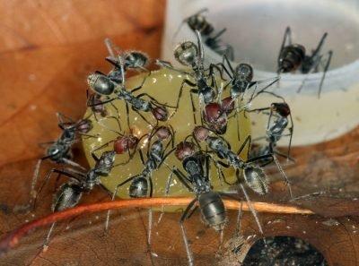 Ловушки от муравьёв — как средство борьбы с рыжими захватчиками. Средство от муравьёв в квартире