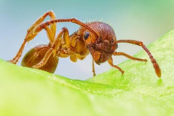 Как вывести муравьев из дома и во дворе: самое полное руководство