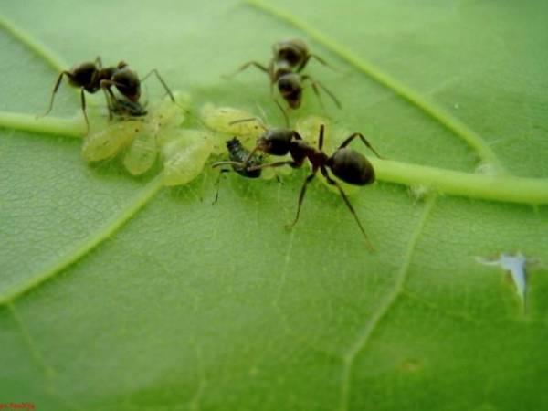 Простые способы спасти смородину от муравьев и тли