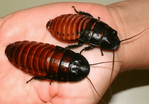 Как выглядит самый большой в мире таракан