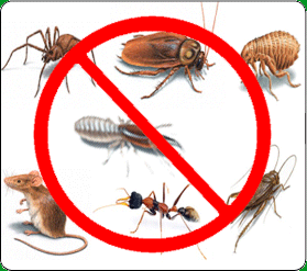 Дезинсекция – избавление от надоедливых насекомых