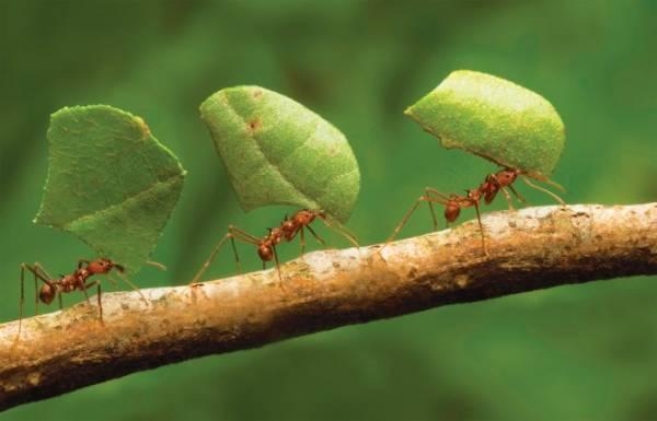 Как избавиться от муравьев в теплице. Какие меры борьбы помогут избавиться от вредителей