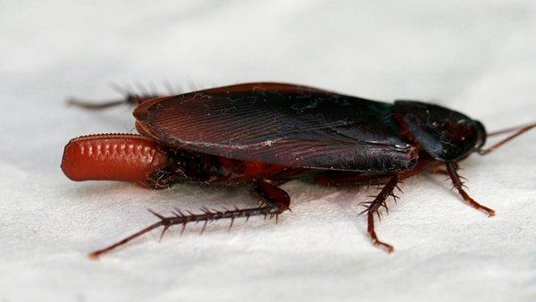 Американский таракан и его фото