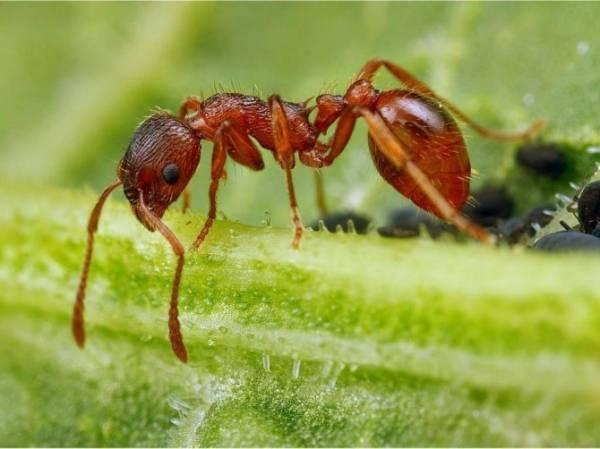 Как избавиться от муравьёв в доме народными средствами. Лучшие рецепты, травы для отпугивания