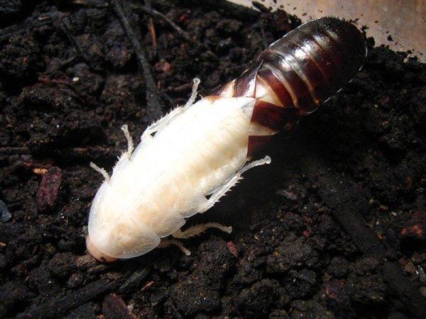 Белые тараканы в квартире: происхождение и причины появления