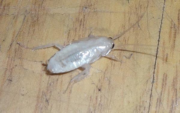 Белые тараканы в квартире: происхождение и причины появления