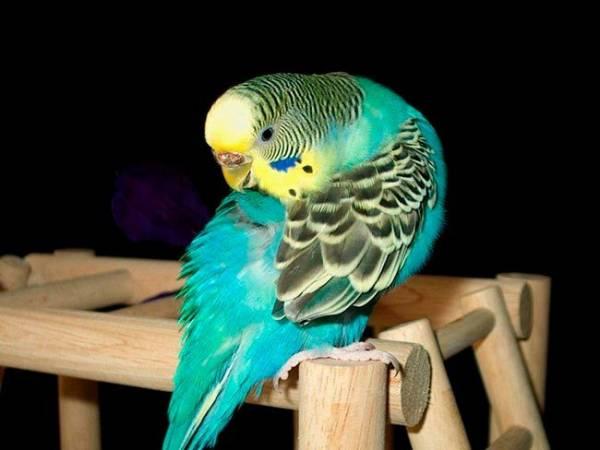 Блохи у волнистых попугаев: причины появления, способы лечения и меры профилактики