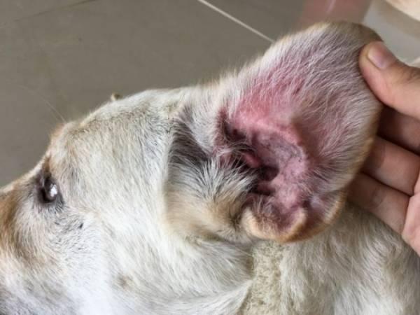 Действия при развитии аллергии у собак на укусы блох