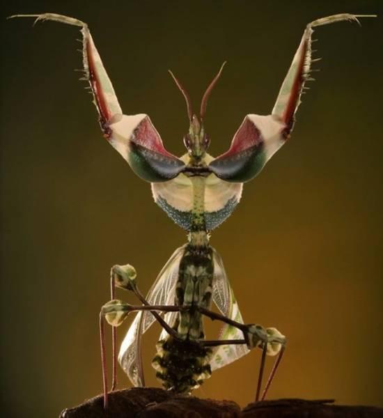 Самые необычные насекомые. Интересные факты о насекомых