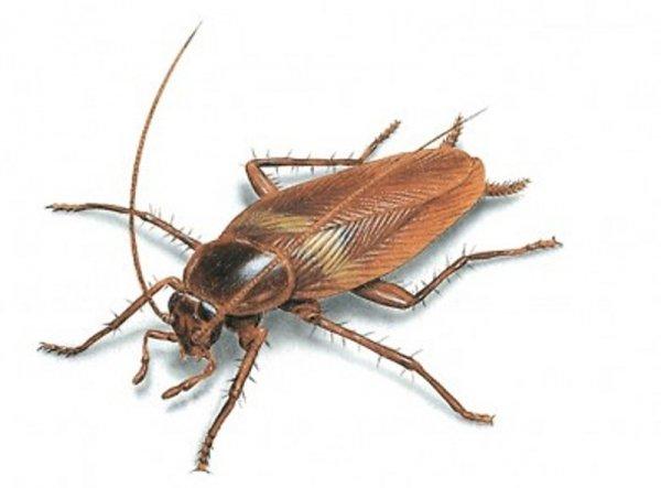 Что представляют собой домашние тараканы