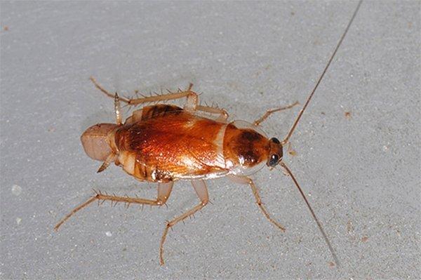 Что представляют собой домашние тараканы