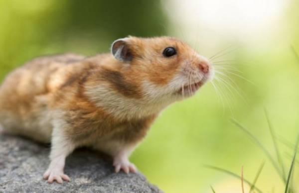 Чем крысы опасны для людей и какие болезни переносят