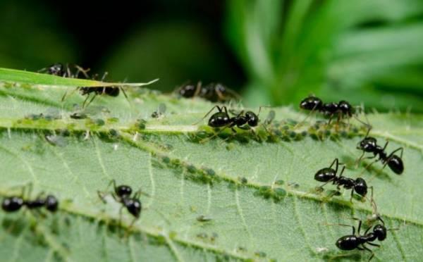 Простые способы спасти смородину от муравьев и тли