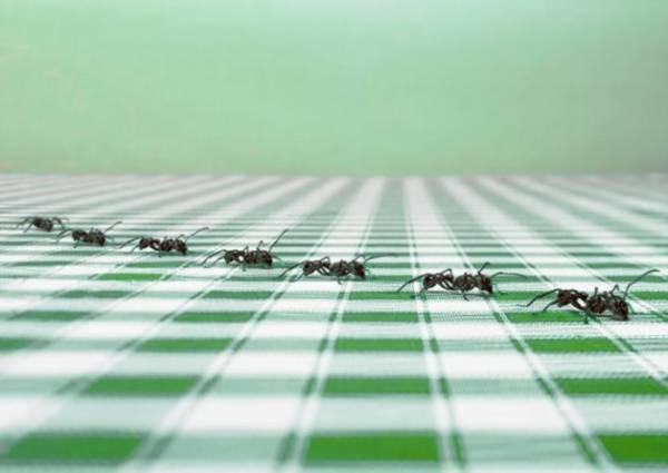 Как избавиться от муравьев в доме и квартире своими силами?