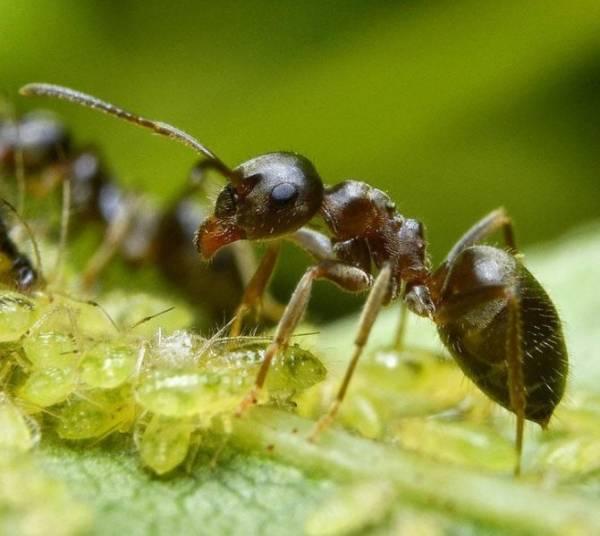 Как избавиться от муравьев в теплице. Какие меры борьбы помогут избавиться от вредителей