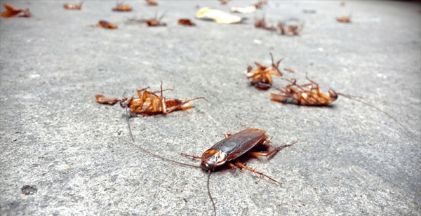 Дезинфекция от тараканов: способы и основные правила обработки жилых помещений от насекомых
