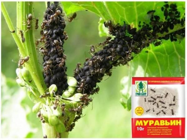 Муравьед от садовых муравьев – инструкция и отзывы