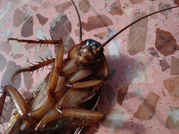 Дихлофос в борьбе против тараканов: как использовать и отзывы