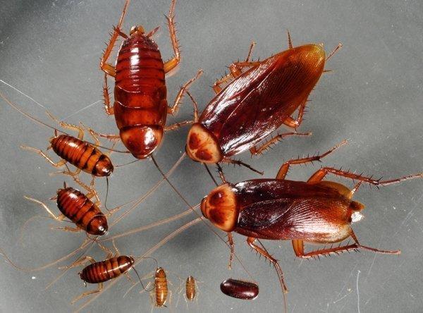 Долой тараканов: выбираем лучшее средство для уничтожения паразитов