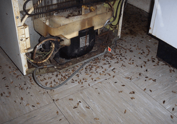 Дымовые шашки для борьбы с тараканами