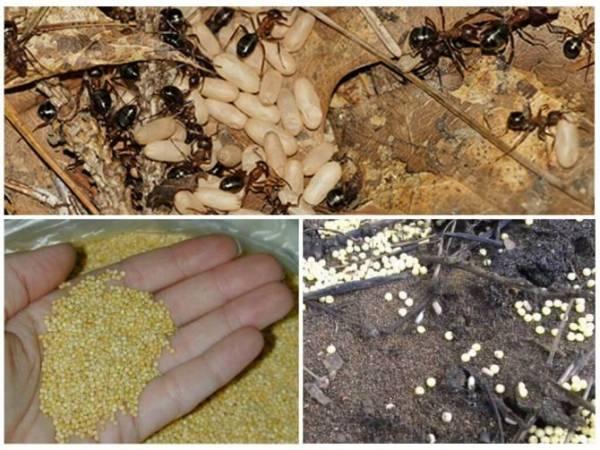 Пшено от муравьёв: экологичный метод избавиться от надоедливых насекомых