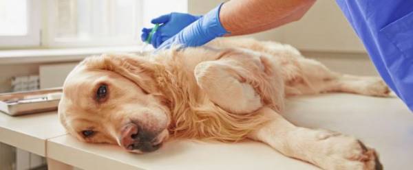 Действия при развитии аллергии у собак на укусы блох