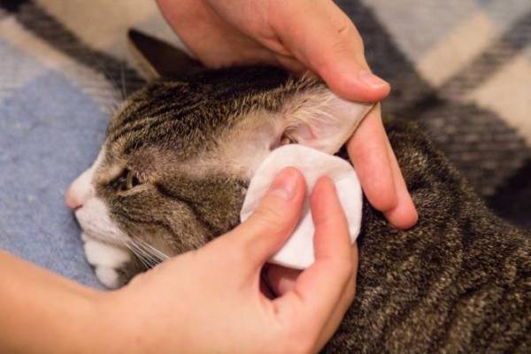 Как часто можно мыть шампунем от блох кошку, кота и котят