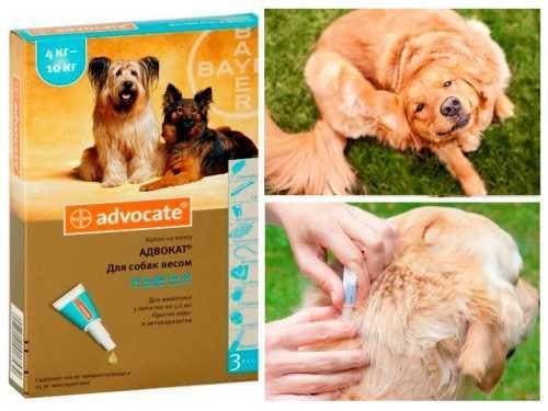 Ветеринарный препарат «Адвокат» для собак: дозировка, инструкция