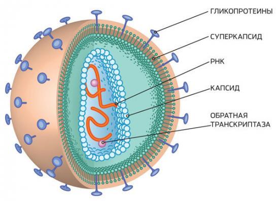 Живучесть коронавируса на различных поверхностях
