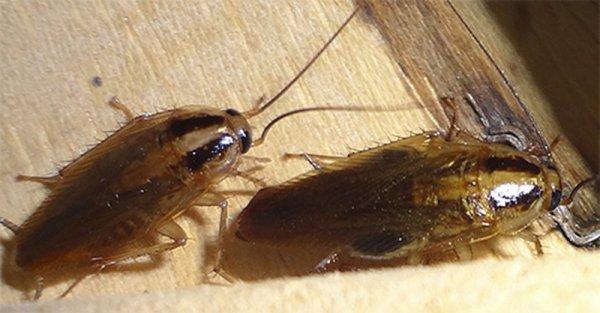 Гели против тараканов: убивают наповал