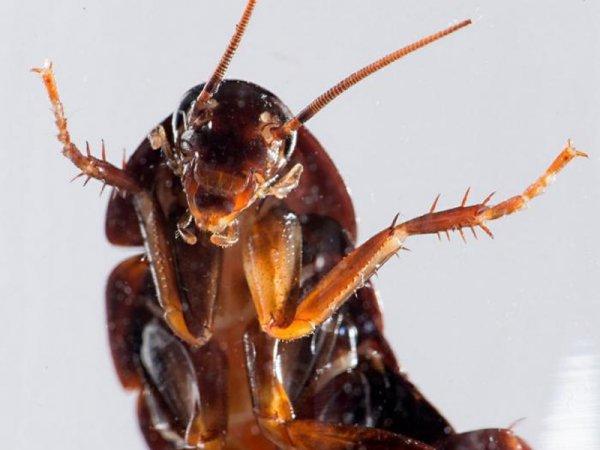 Кусаются ли домашние тараканы и как выглядят их укусы