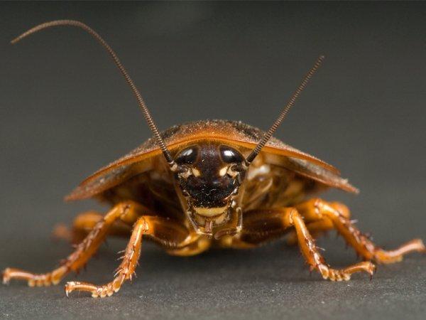 Кусаются ли домашние тараканы и как выглядят их укусы
