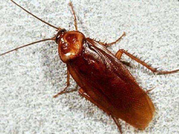 Появление черных, рыжих, белых и других тараканов во сне: к чему это?