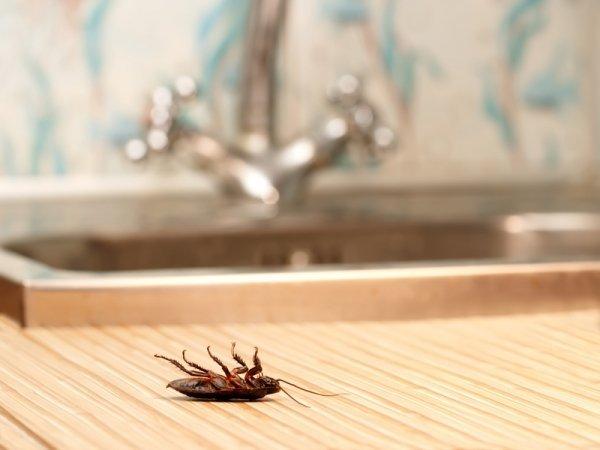 Самые эффективные способы уничтожения тараканов в квартире