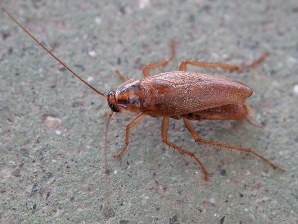 Виды и разновидности тараканов